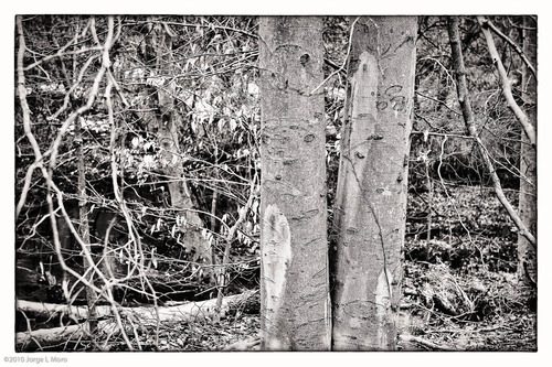 Nikon AF-S FX NIKKOR 24-70mm f/2.8G ED Zoom Lens with Auto Focus for Nikon DSLR Cameras - Customer Photo 1