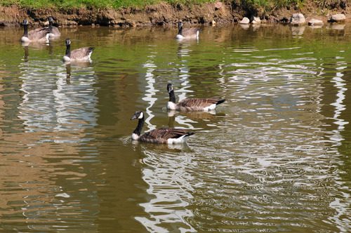 Nikon AF-S DX NIKKOR 18-105mm f/3.5-5.6G ED Vibration Reduction Zoom Lens with Auto Focus for Nikon DSLR Cameras - (New) - Customer Photo 4