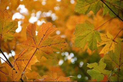 Canon EF-S 18-135mm f/3.5-5.6 is Standard Zoom Lens for Canon Digital SLR Cameras (New, White Box) - Customer Photo 1