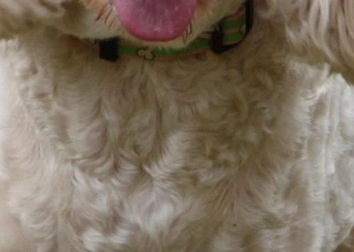 Canon EF-S 18-135mm f/3.5-5.6 is Standard Zoom Lens for Canon Digital SLR Cameras (New, White Box) - Customer Photo 2