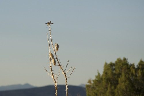 Nikon AF-S DX NIKKOR 55-300mm f/4.5-5.6G ED Vibration Reduction Zoom Lens with Auto Focus for Nikon DSLR Cameras - Customer Photo 1