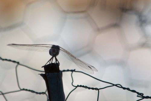 Nikon AF-S DX NIKKOR 55-300mm f/4.5-5.6G ED Vibration Reduction Zoom Lens with Auto Focus for Nikon DSLR Cameras - Customer Photo 2