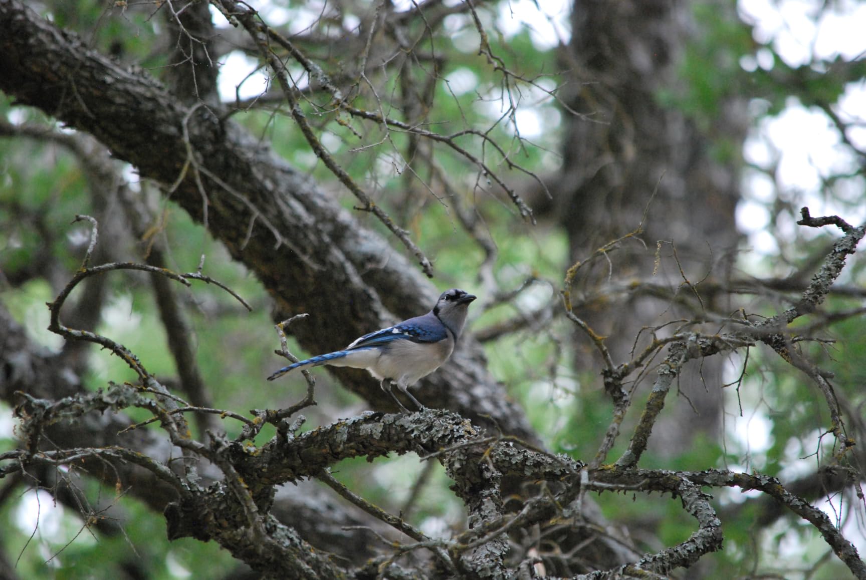 Nikon AF-S DX NIKKOR 55-300mm f/4.5-5.6G ED Vibration Reduction Zoom Lens with Auto Focus for Nikon DSLR Cameras - Customer Photo 4