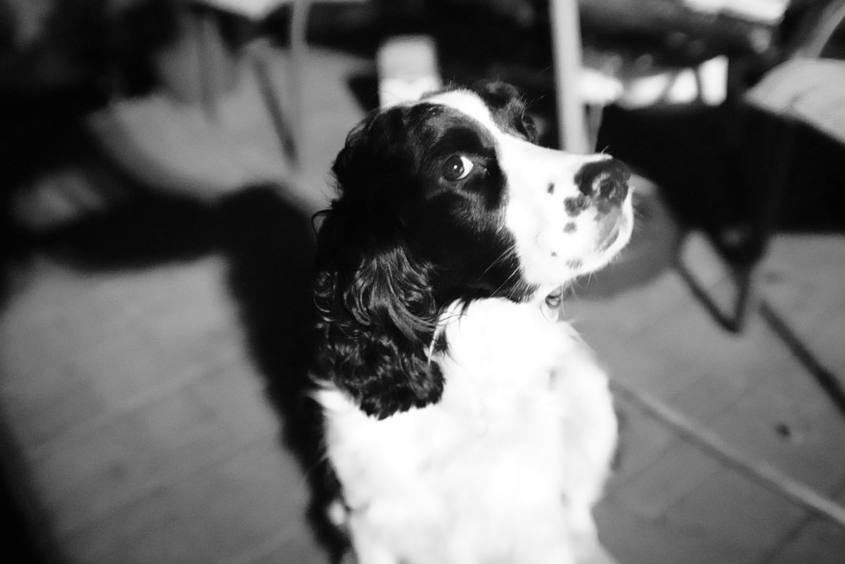 Altura Photo 58MM 0.43x HD Wide Angle Lens with Macro - Attaches to 58MM Filter Thread (Not Camera Body) - DSLR Accessories for Canon Rebel T7, T7i, T8i, T6i, T6s, T6, SL2, SL3, EOS 70D, 77D, 80D, 90D - Customer Photo 1