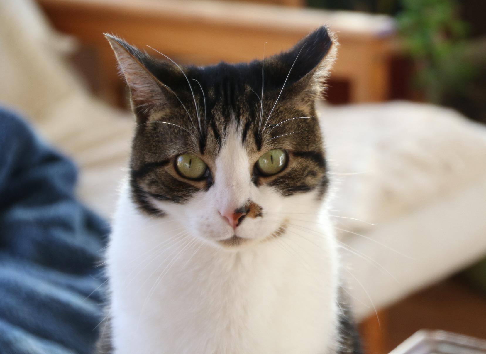 Tamron Auto Focus 18-270mm f/3.5-6.3 VC PZD All-In-One Zoom Lens with Built in Motor for Nikon DSLR Cameras (Model B008N) - Customer Photo 4