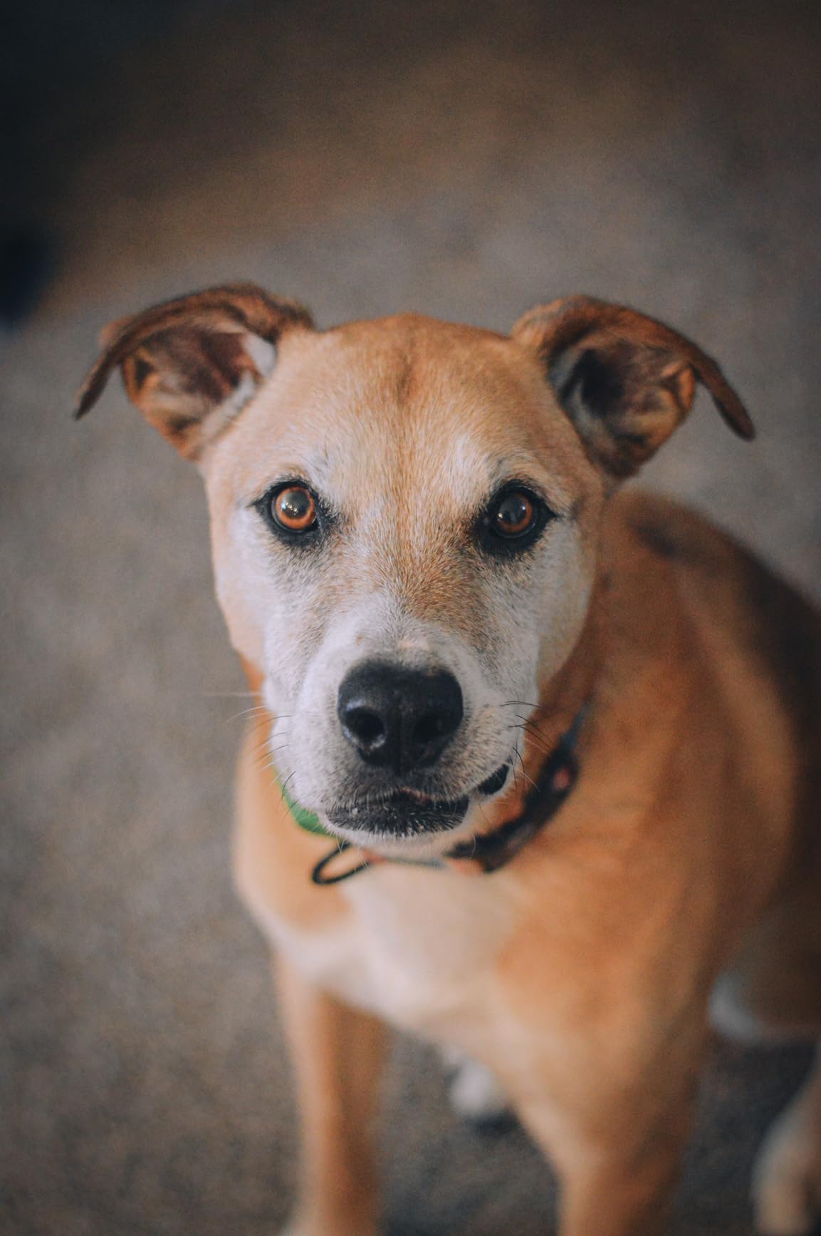 AF-S FX NIKKOR 50mm f/1.8G Lens with Auto Focus for Nikon DSLR Cameras - Customer Photo 2