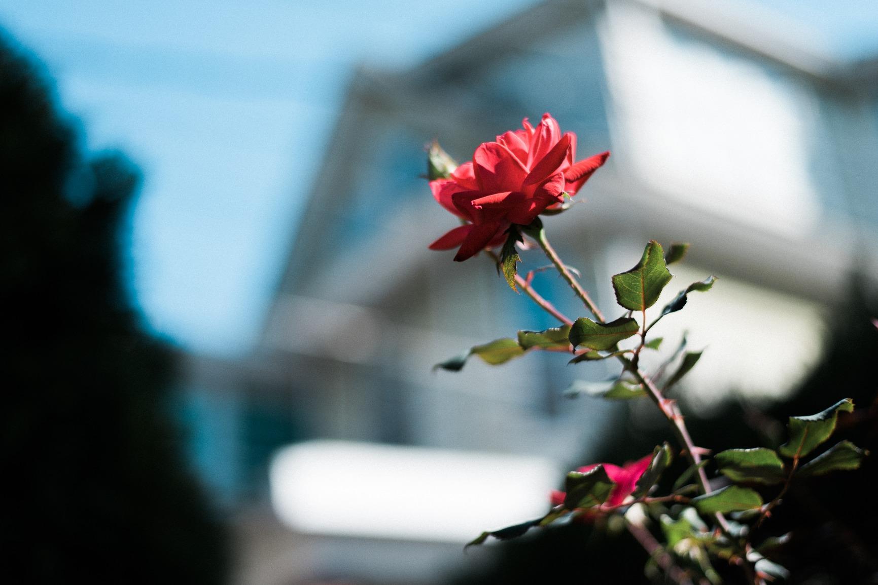 Nikon AF-S FX NIKKOR 50mm f/1.8G Lens with Auto Focus for Nikon DSLR Cameras - Customer Photo 5