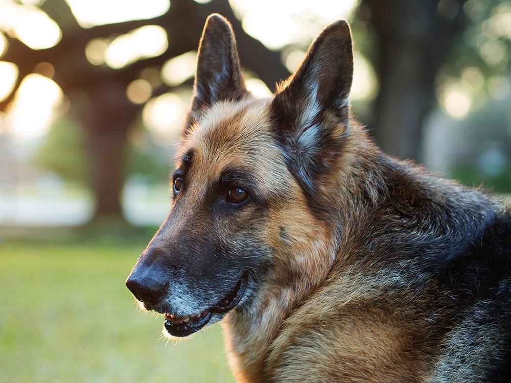 OM SYSTEM Olympus M.Zuiko Digital 45mm F1.8 Silver for Micro Four Thirds System Camera, Compact Design Beautiful, Bokeh Bright - Customer Photo 2