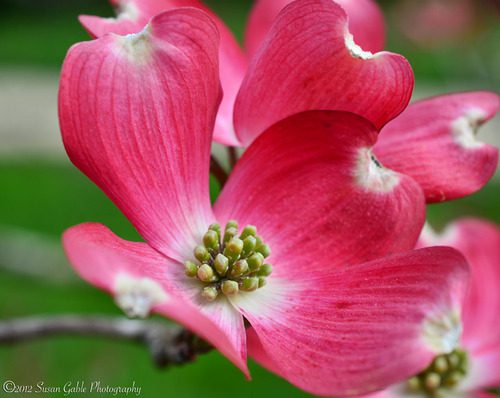 Nikon AF-S DX Micro-NIKKOR 40mm f/2.8G Close-up Lens for Nikon DSLR Cameras - Customer Photo 2