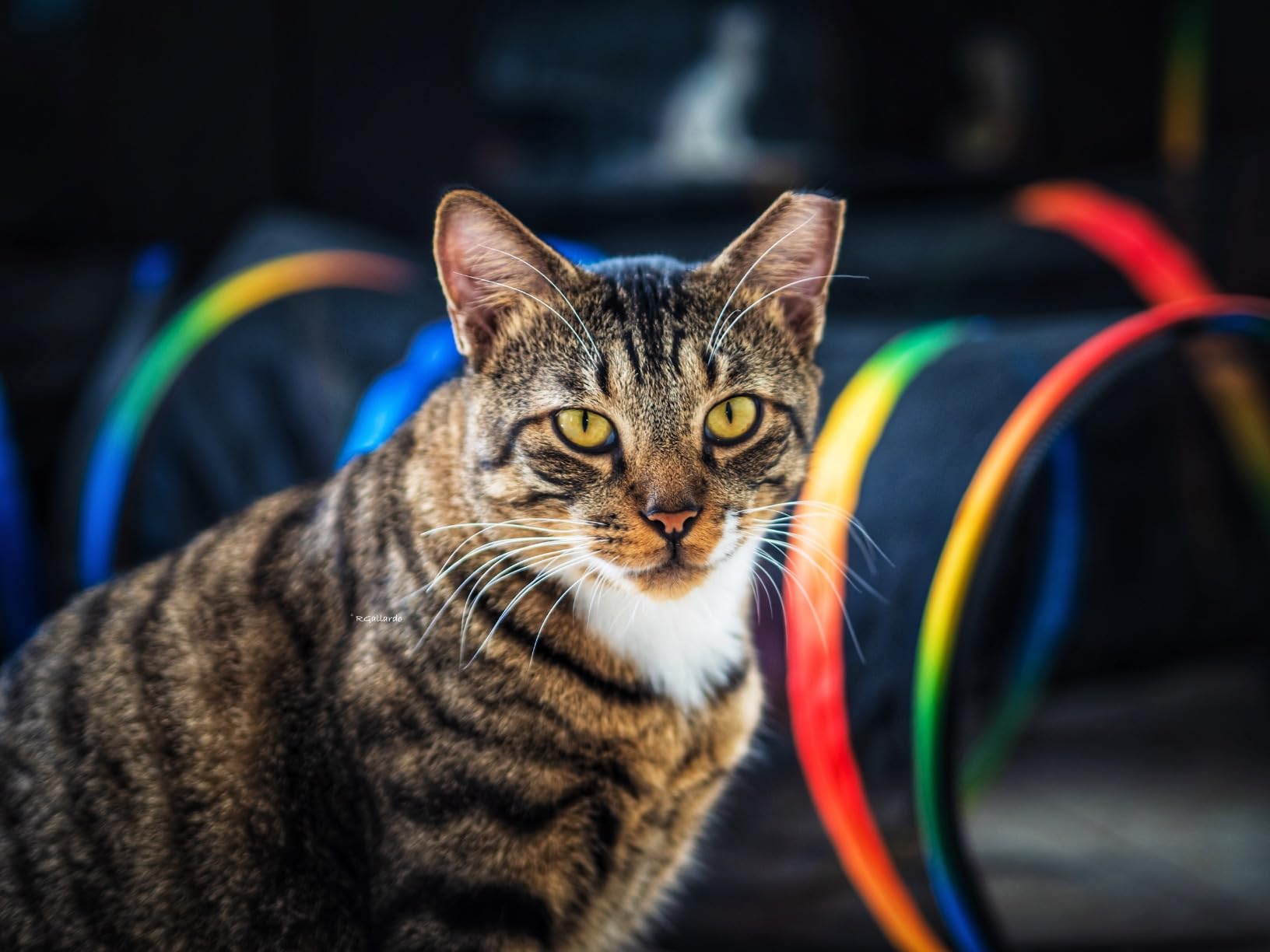 OM SYSTEM Olympus M.Zuiko Digital 14-42mm F3.5-5.6 IIR Silver for Micro Four Thirds System Camera, Compact 3X Zoom Lens - Customer Photo 2