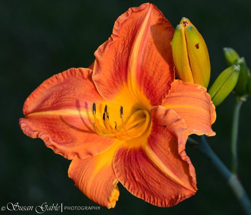 Nikon AF S NIKKOR 85mm f/1.8G Fixed Lens with Auto Focus for Nikon DSLR Cameras - Customer Photo 1