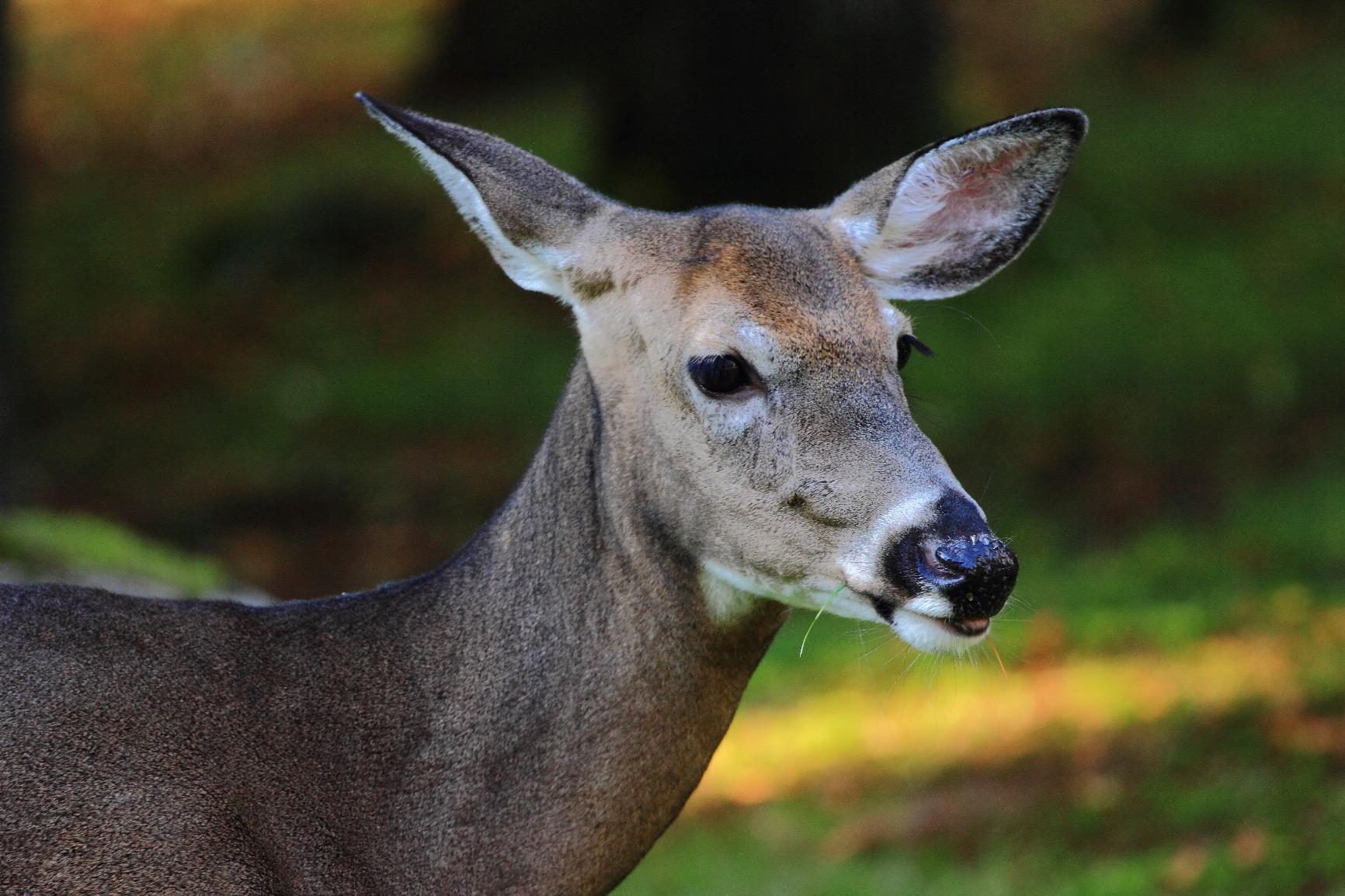 Canon EF 24-70mm f/2.8L II USM Standard Zoom Lens Black Customer Review Canon EF 24-70mm f/2.8L II USM Standard Zoom Lens Black - Customer Photo 1