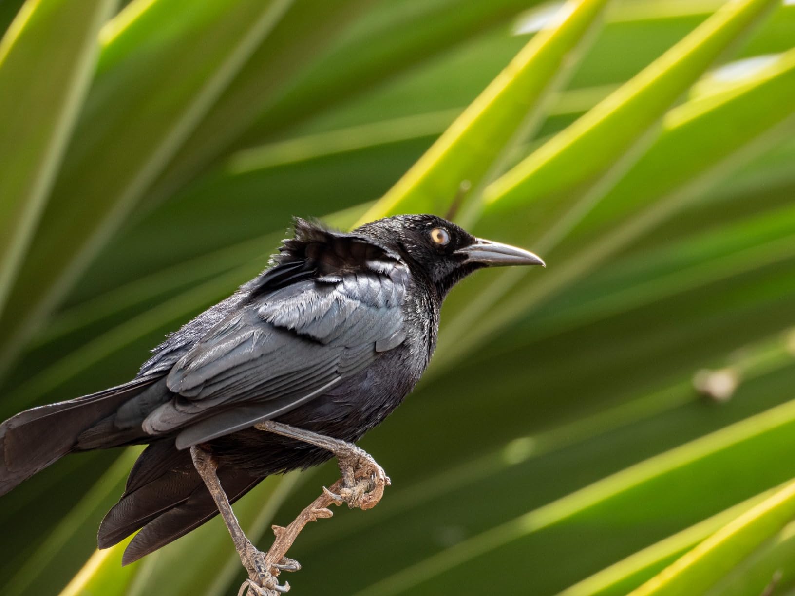 Olympus M.Zuiko Digital 75-300mm F4.8-6.7 for Micro Four Thirds System Camera, Compact Powerful Zoom Lens, Outdoor - Customer Photo 2