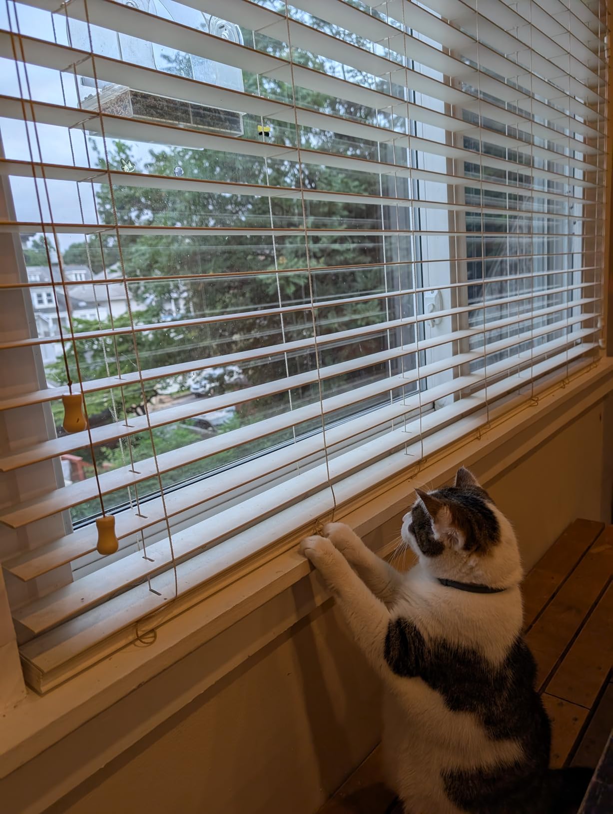 Rocco & Roxie Supply Co. Stain & Strong Odor Eliminator, Enzyme Cleaner, Pet Odor Eliminator for Home - Carpet Stain Remover for Cats & Dog Pee - Urine Destroyer - Carpet Cleaner Spray Clear, 32 Fl Oz - Customer Photo 3