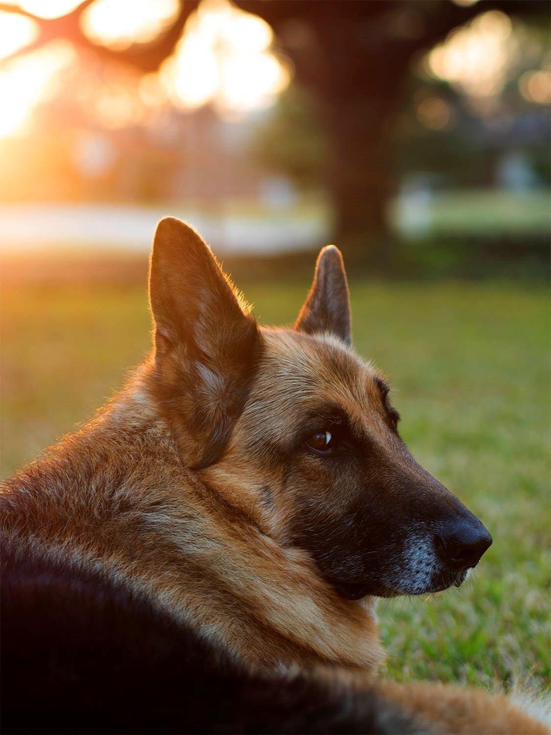 Olympus M. Zuiko Digital ED 45mm f1.8 (Black) Lens for Micro 4/3 Cameras - International Version (No Warranty) - Customer Photo 2