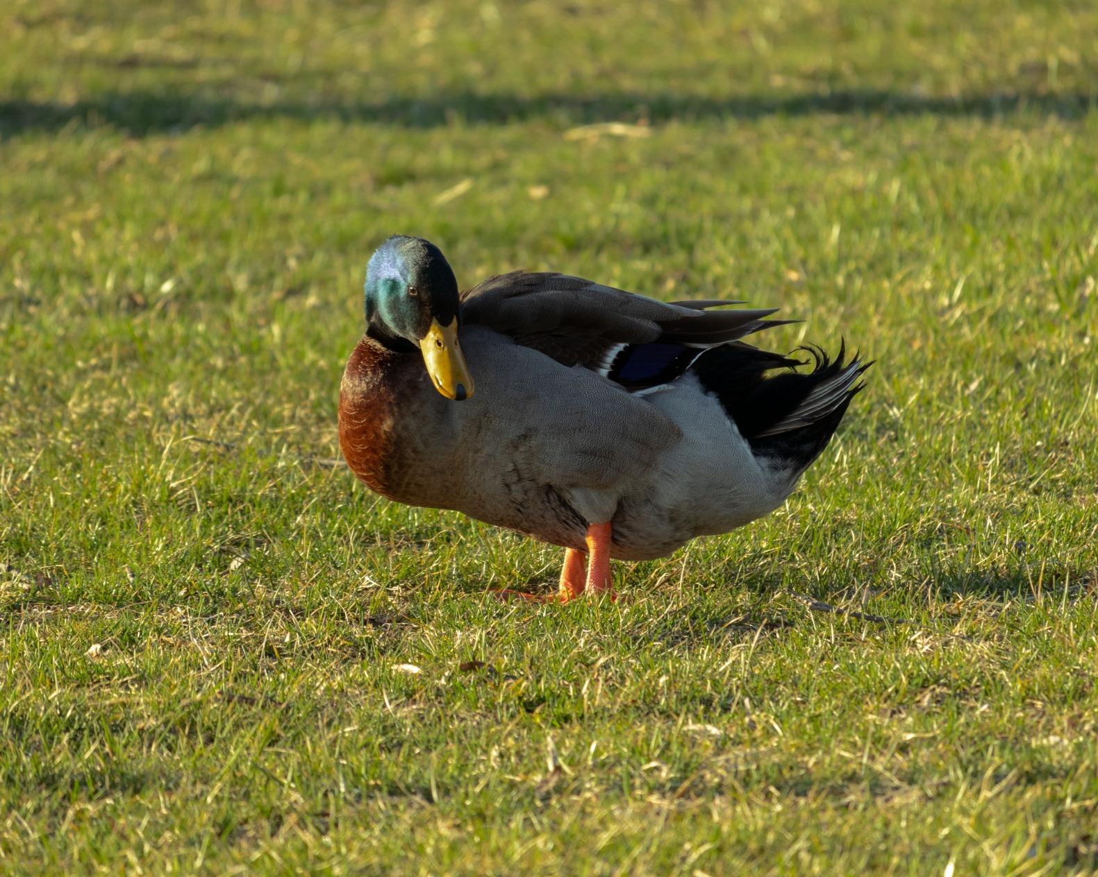 Canon EF-S 55-250mm F4-5.6 is STM Customer Review Canon EF-S 55-250mm F4-5.6 is STM - Customer Photo 1