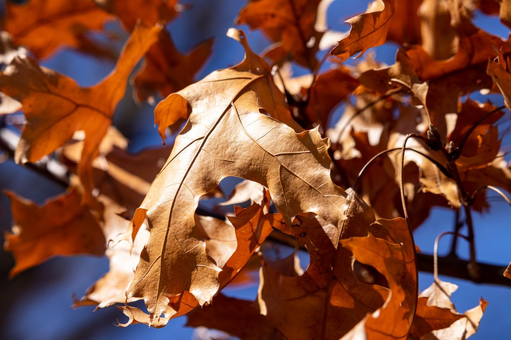 Canon EF-S 55-250mm F4-5.6 is STM Customer Review Canon EF-S 55-250mm F4-5.6 is STM - Customer Photo 2