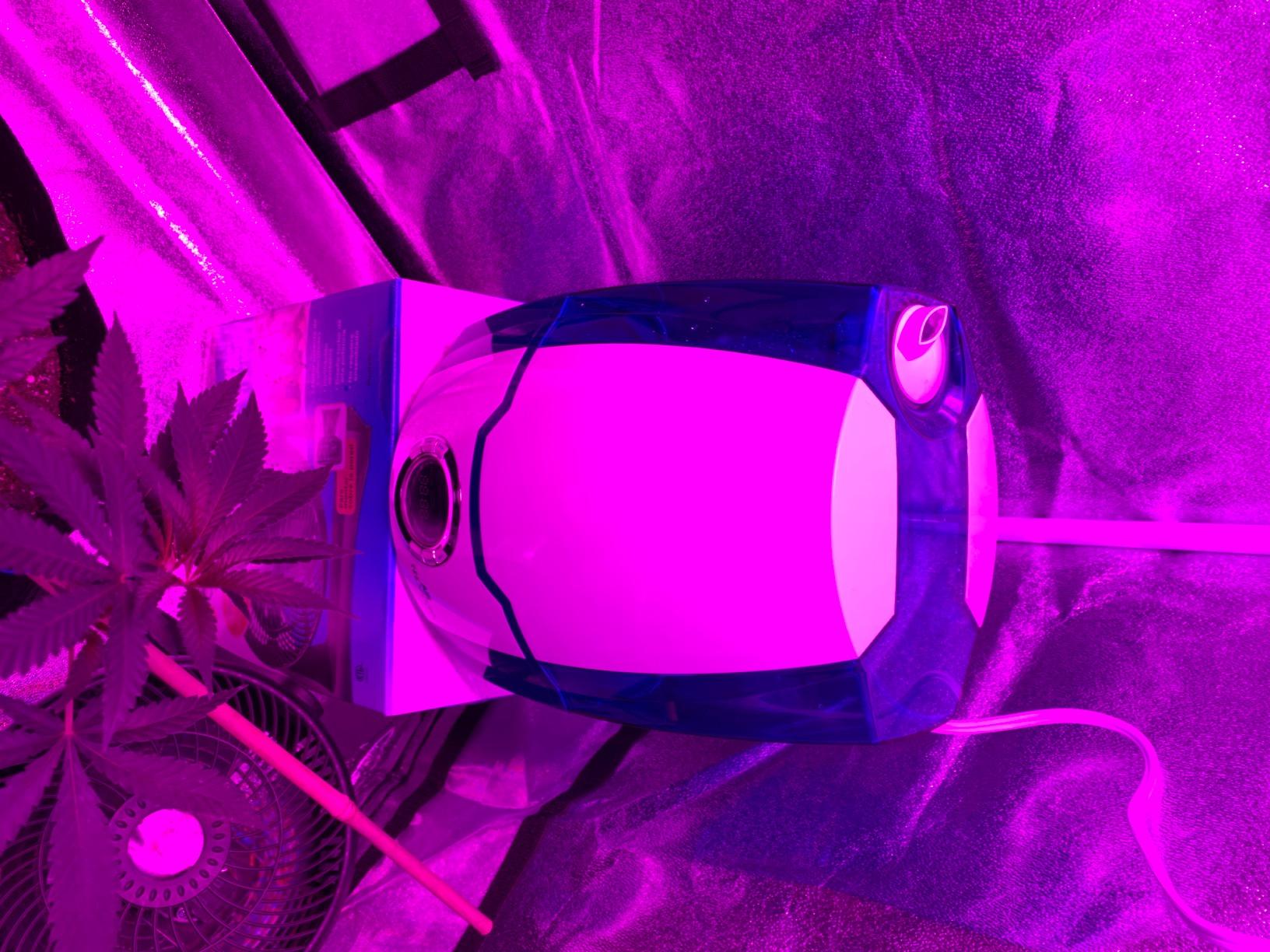 Air Innovations Humidifiers for Bedroom Huge 6.2L Tank Runs for 70 Hours for Large Room up to 400 Sq Ft Cool Mist Humidifier 360 Degree Rotating Nozzle Ideal for Baby Room and Plants MH-505A Gray - Customer Photo 2