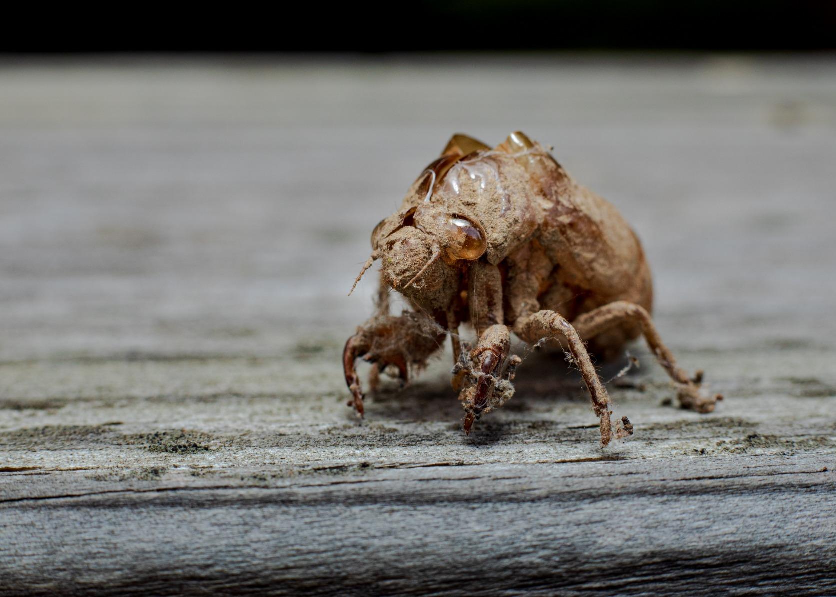 Canon EF 50mm f/1.8 STM Lens - Customer Photo 3