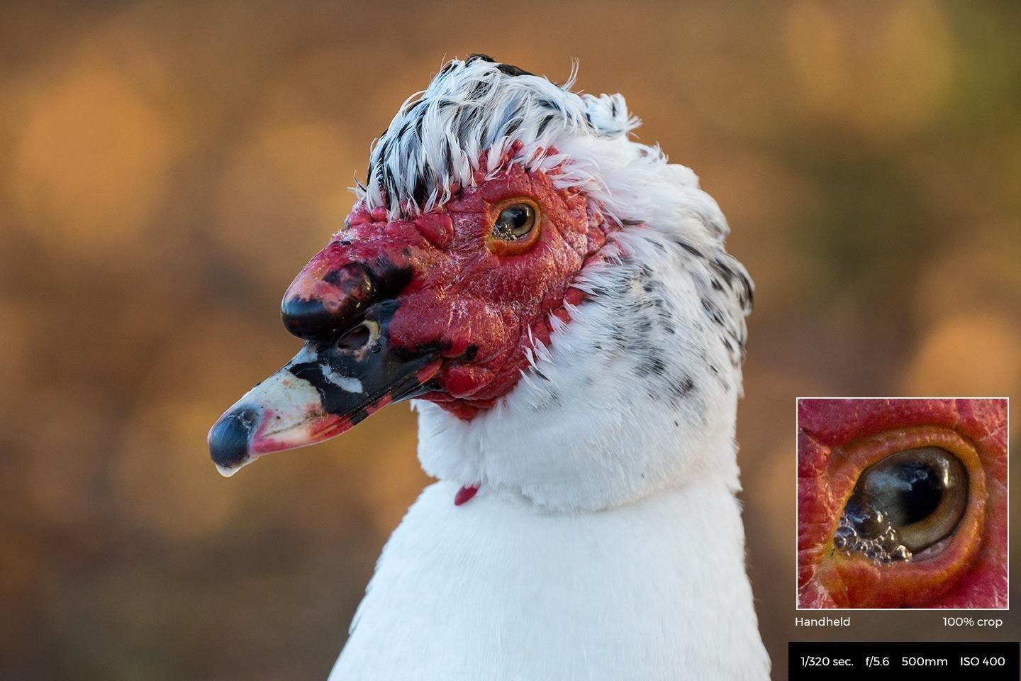 AF-S FX NIKKOR 200-500mm f/5.6E ED Vibration Reduction Zoom Lens with Auto Focus for Nikon DSLR Cameras - Customer Photo 1