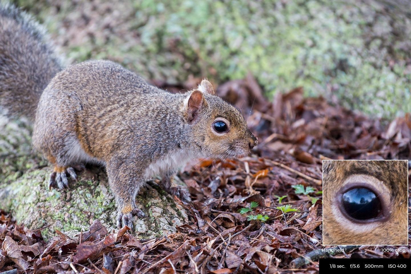 AF-S FX NIKKOR 200-500mm f/5.6E ED Vibration Reduction Zoom Lens with Auto Focus for Nikon DSLR Cameras - Customer Photo 3