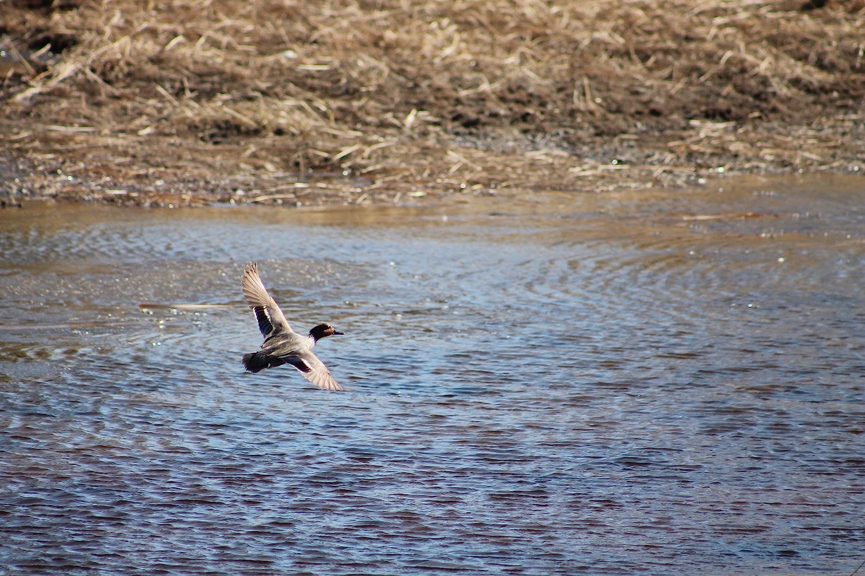 Canon EF 75-300mm f/4-5.6 III Telephoto Zoom Lens with 2X Telephoto Lens, HD Wide Angle Lens and Accessories (8 Piece Kit) - Customer Photo 3