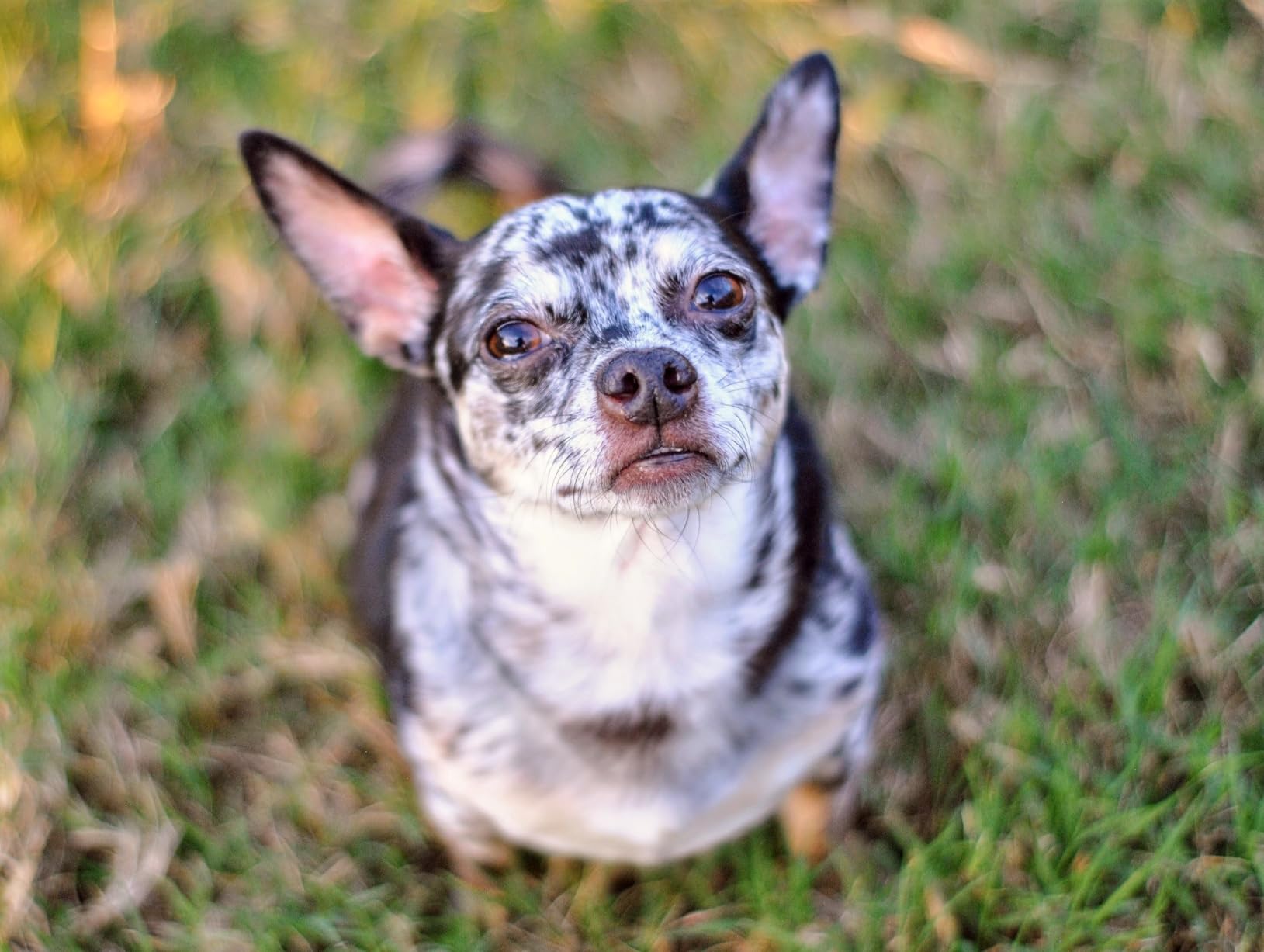 YONGNUO YN50mm F1.8N Standard Prime Lens, Large Aperture Auto Manual Focus AF MF for Nikon DSLR Cameras - Customer Photo 1