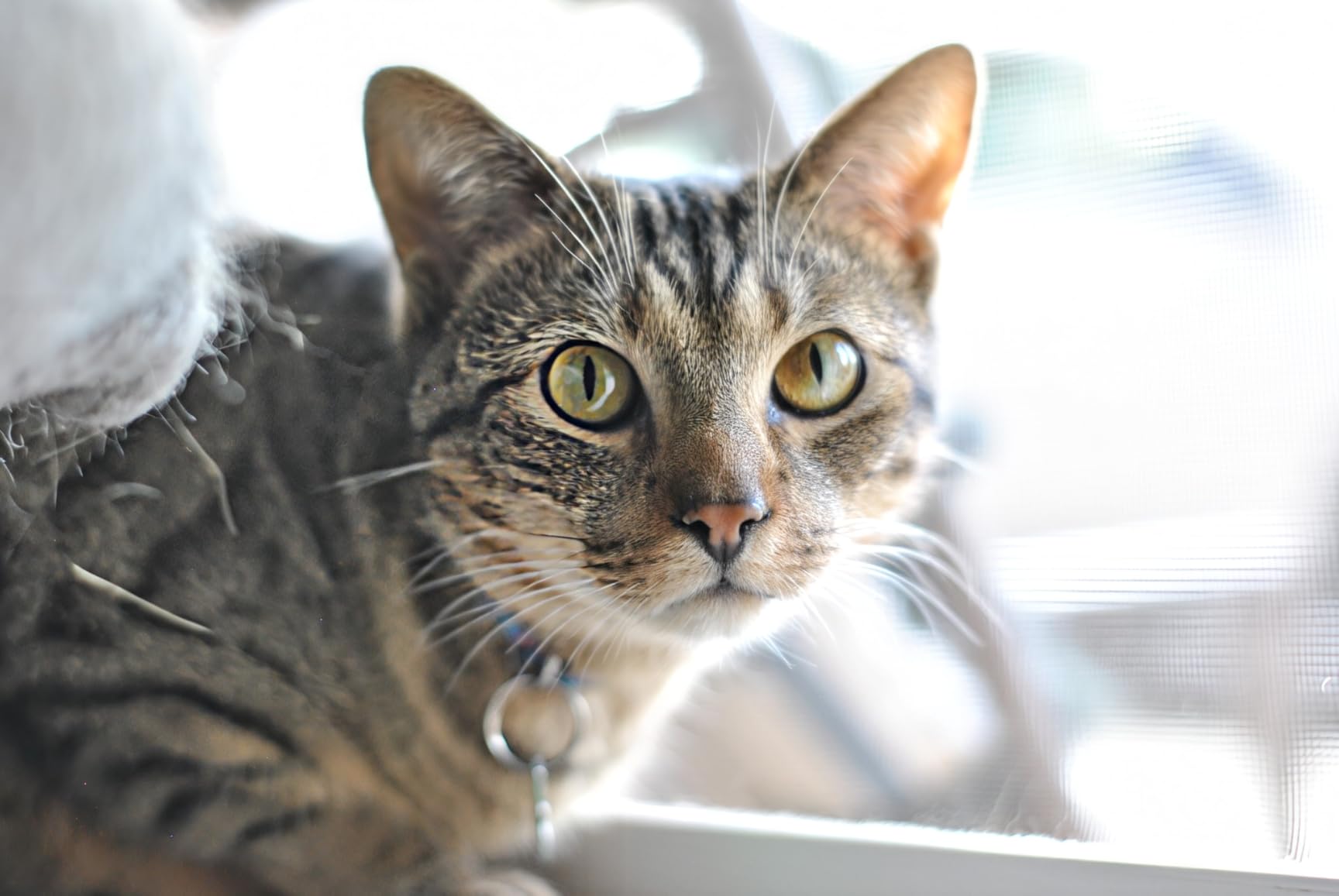 YONGNUO YN50mm F1.8N Standard Prime Lens, Large Aperture Auto Manual Focus AF MF for Nikon DSLR Cameras - Customer Photo 4