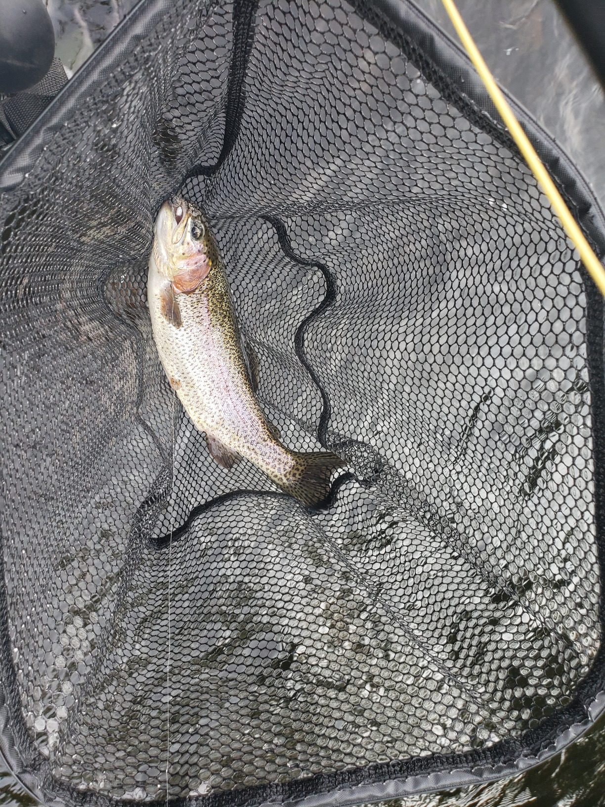 Fly Fishing Rod and Reel Combo - Including Carrying Case, Flies, and Fishing Line - Charter Series Gear and Accessories by Wakeman (Black) - Customer Photo 1