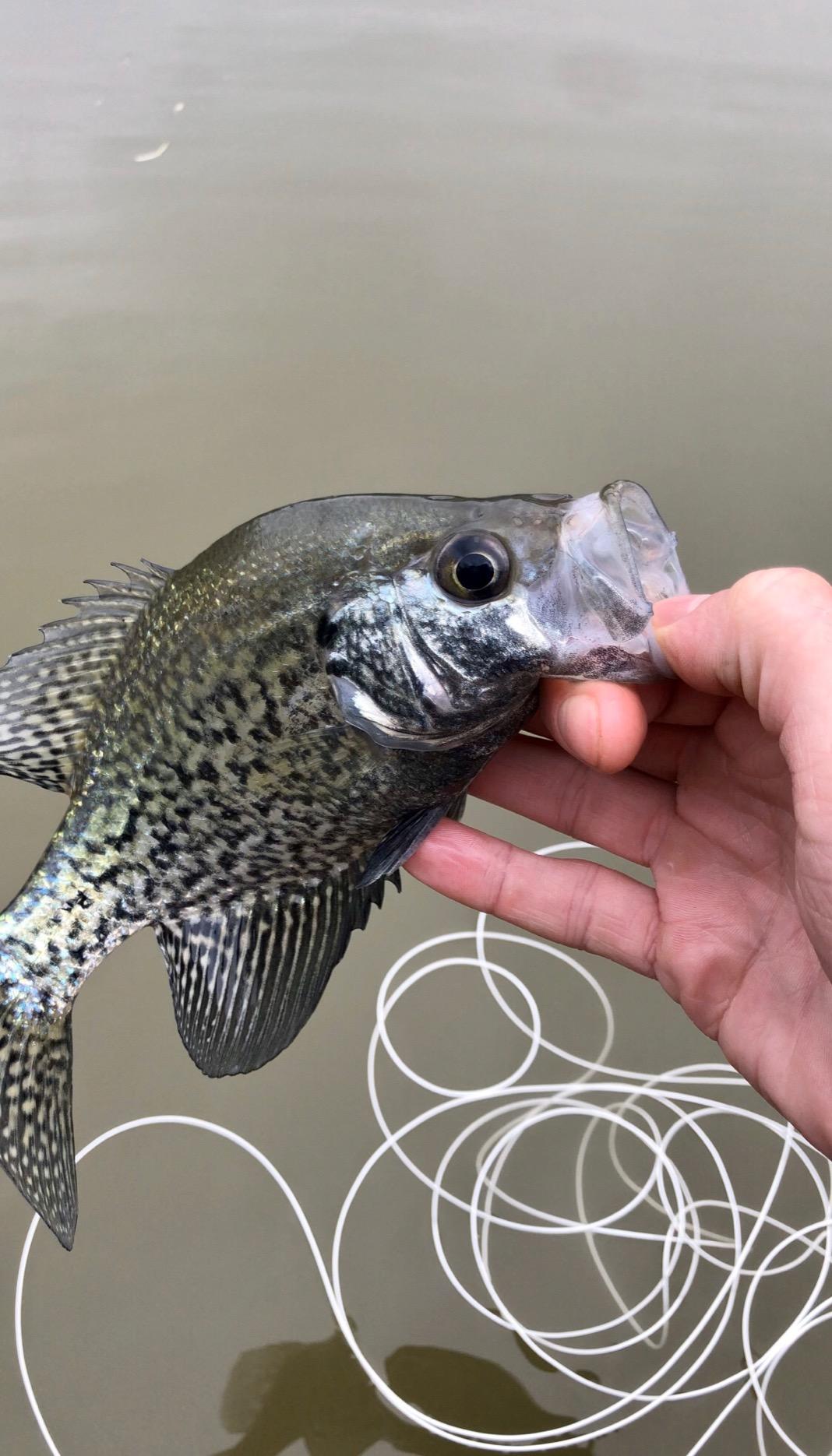 Fly Fishing Rod and Reel Combo - Including Carrying Case, Flies, and Fishing Line - Charter Series Gear and Accessories by Wakeman (Black) - Customer Photo 3