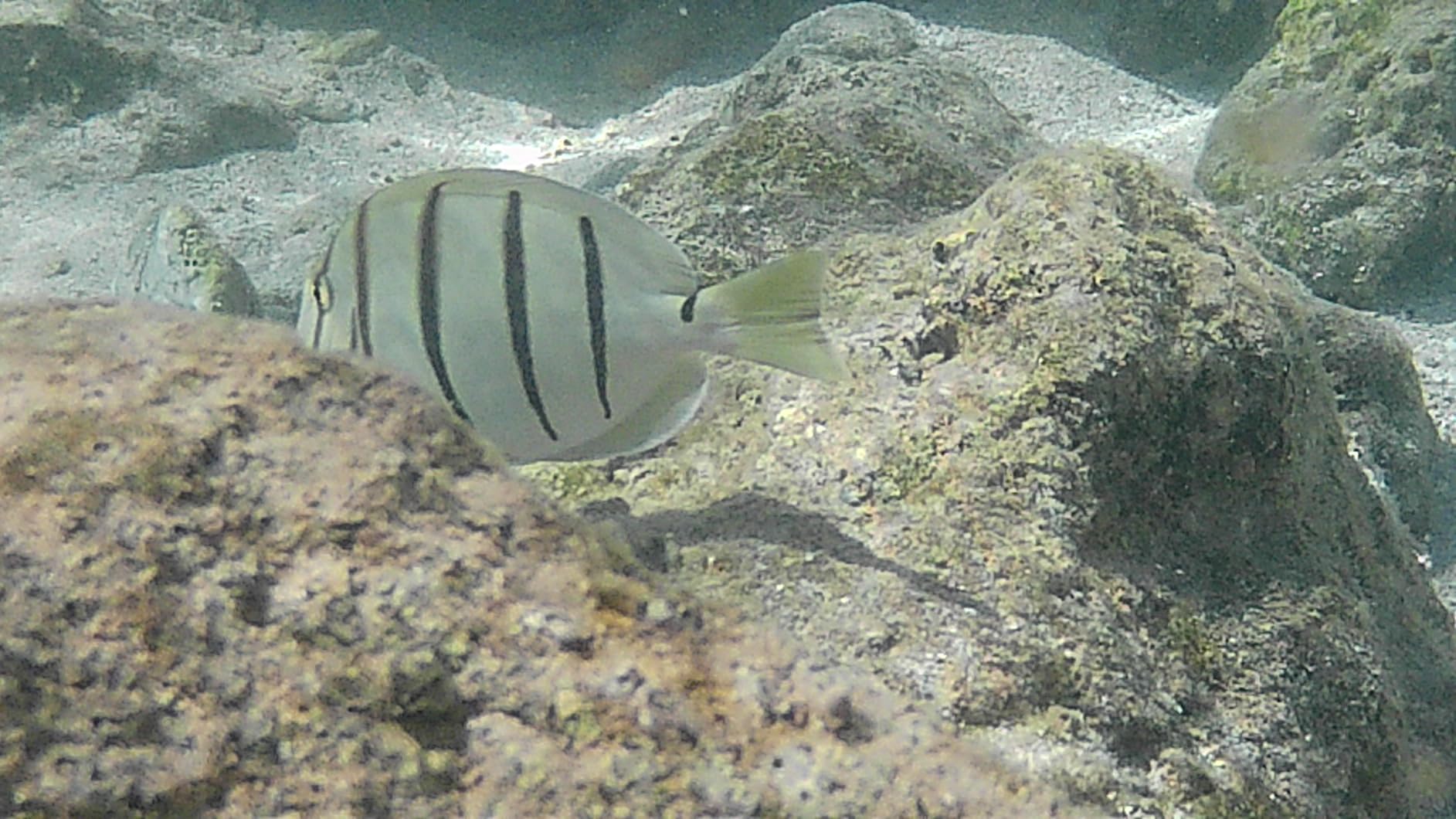 AKASO EK7000 4K30FPS 20MP WiFi Action Camera with EIS Ultra HD 131FT Waterproof Underwater Camera Remote Control 4X Zoom Support External Microphone Black - Customer Photo 1