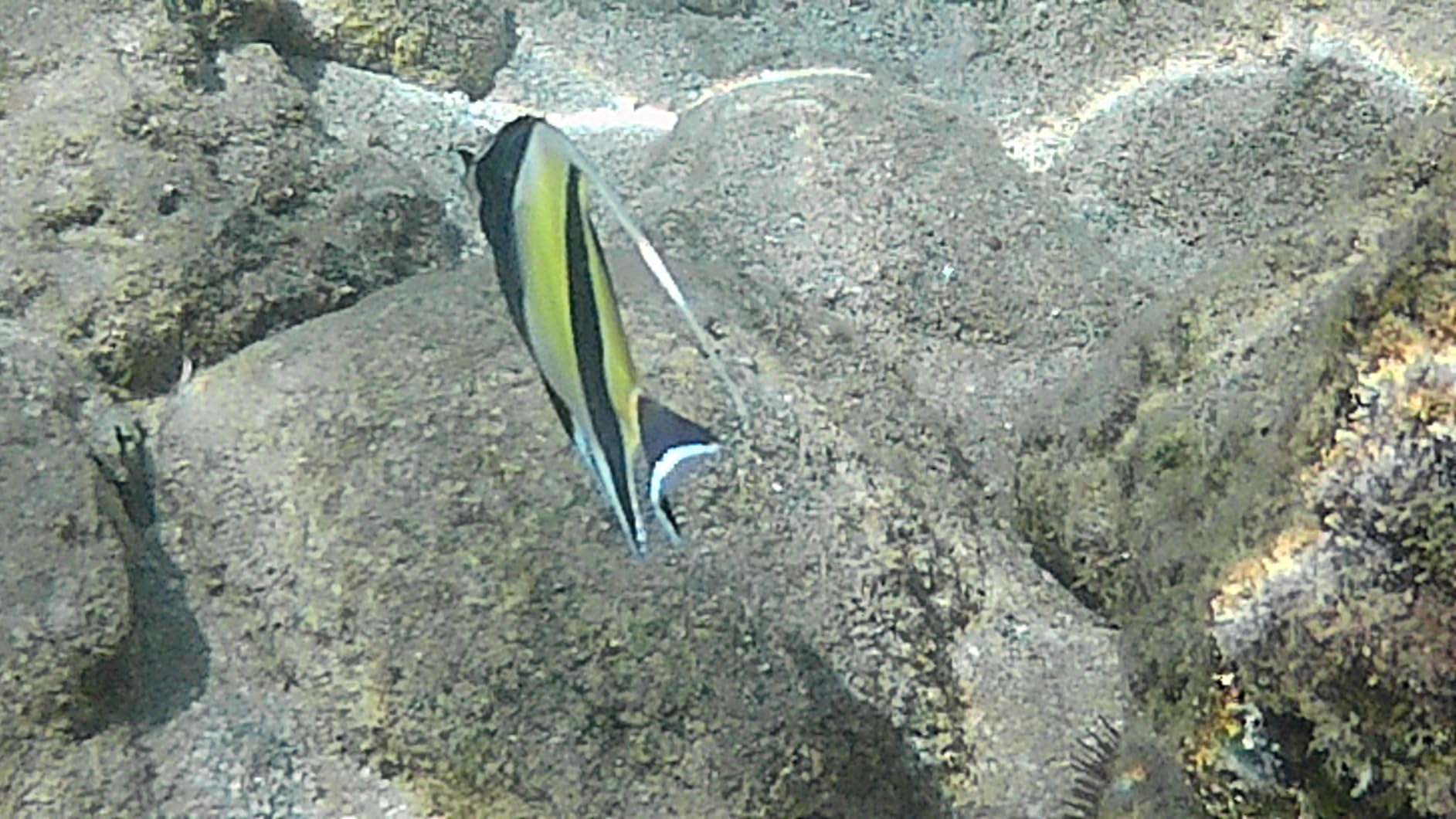 AKASO EK7000 4K30FPS 20MP WiFi Action Camera with EIS Ultra HD 131FT Waterproof Underwater Camera Remote Control 4X Zoom Support External Microphone Black - Customer Photo 2