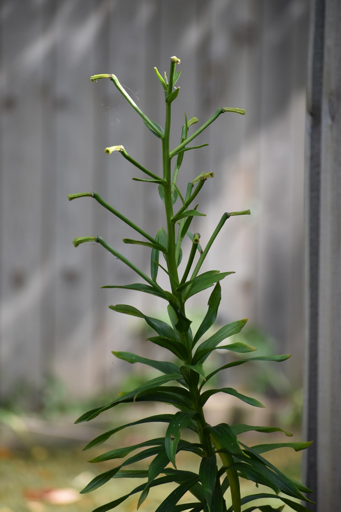 Nikon AF-P DX NIKKOR 70-300mm f/4.5-6.3G ED VR Lens for Nikon DSLR Cameras - Customer Photo 1