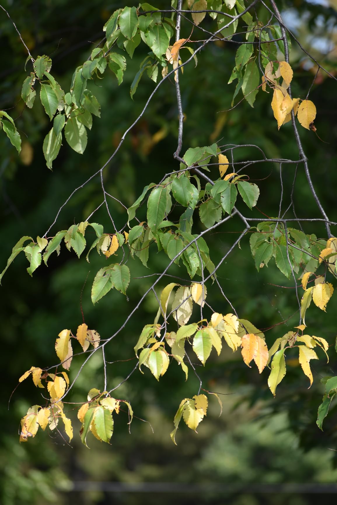 Nikon AF-P DX NIKKOR 70-300mm f/4.5-6.3G ED VR Lens for Nikon DSLR Cameras - Customer Photo 3