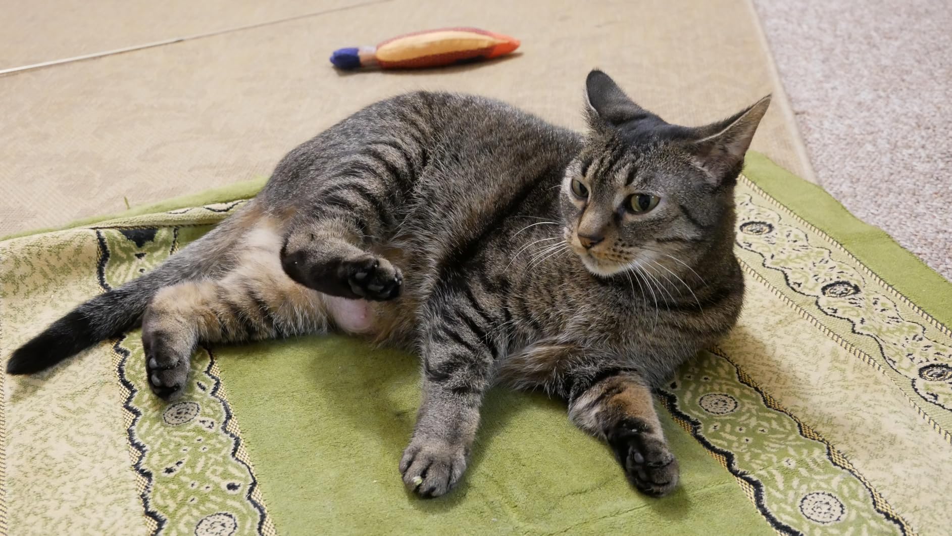 Panasonic LUMIX G85 4K Digital Camera, 12-60mm Power O.I.S. Lens, 16 Megapixel Mirrorless Camera, 5 Axis In-Body Dual Image Stabilization, 3-Inch Tilt and Touch LCD, DMC-G85MK (Black) - Customer Photo 1