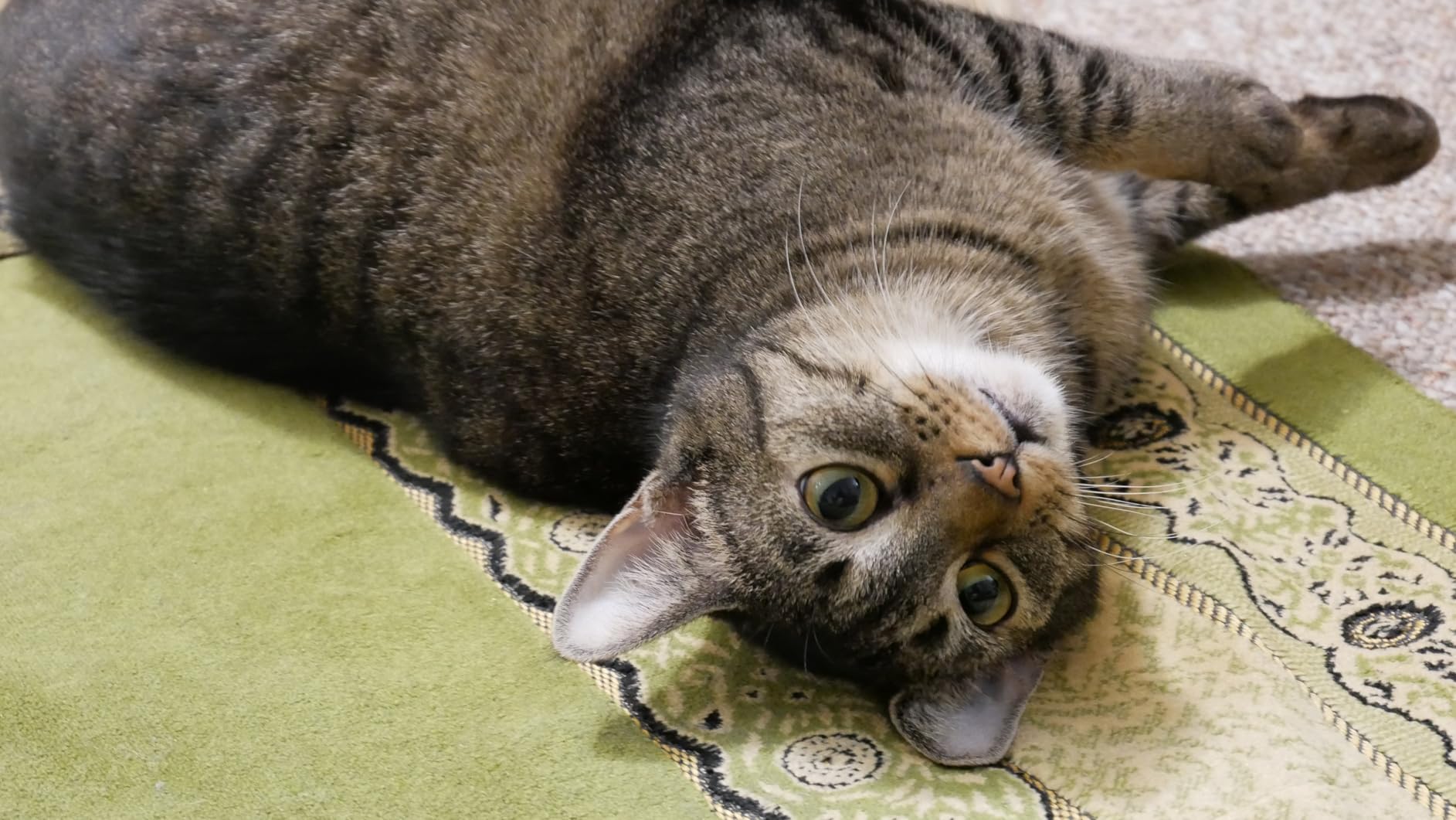 Panasonic LUMIX G85 4K Digital Camera, 12-60mm Power O.I.S. Lens, 16 Megapixel Mirrorless Camera, 5 Axis In-Body Dual Image Stabilization, 3-Inch Tilt and Touch LCD, DMC-G85MK (Black) - Customer Photo 2