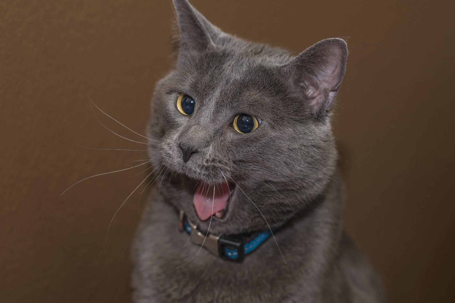 Sigma 85mm f/1.4 DG HSM Art Lens for Nikon F (321955) - Customer Photo 1