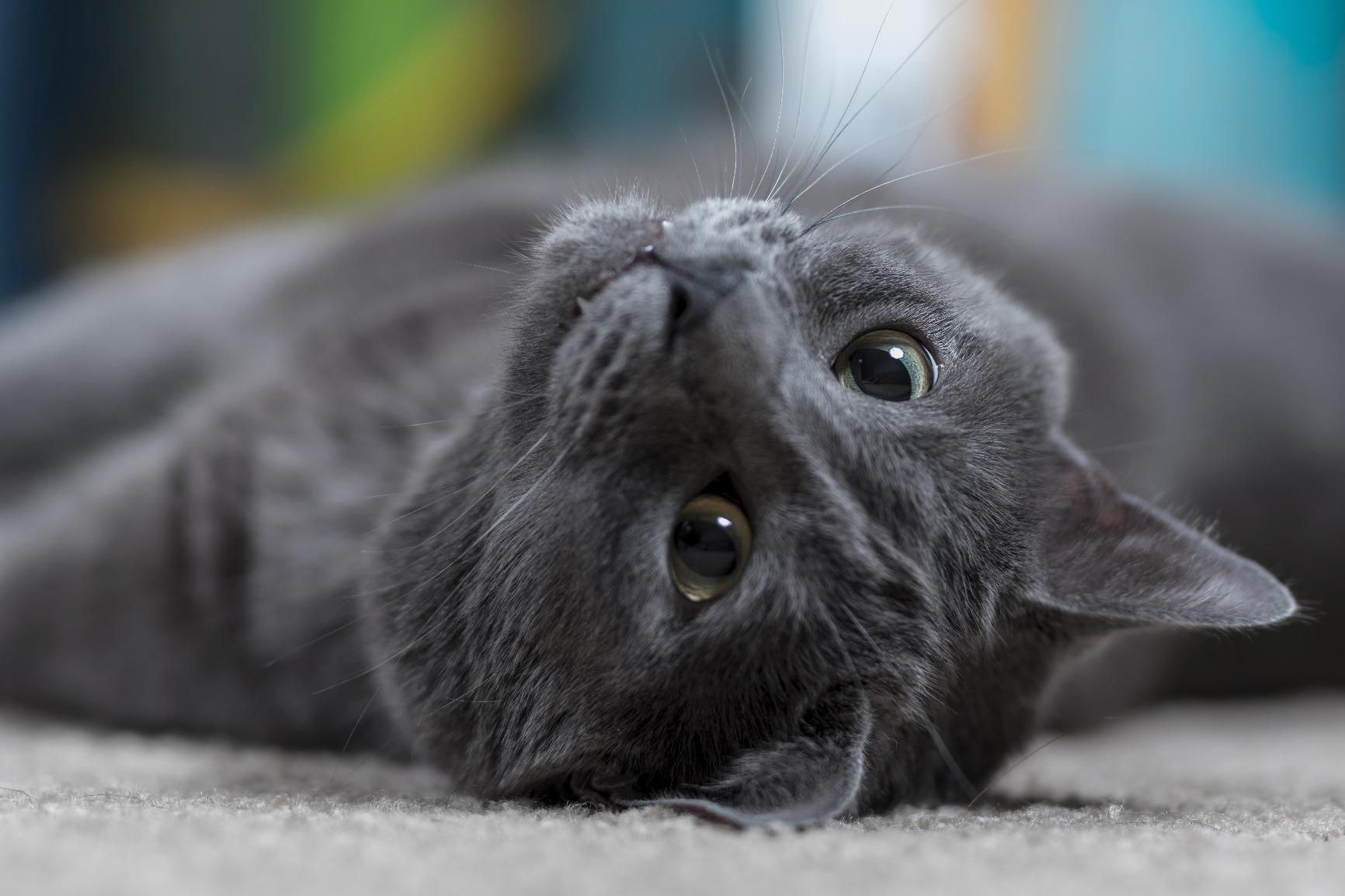 Sigma 85mm f/1.4 DG HSM Art Lens for Nikon F (321955) - Customer Photo 3