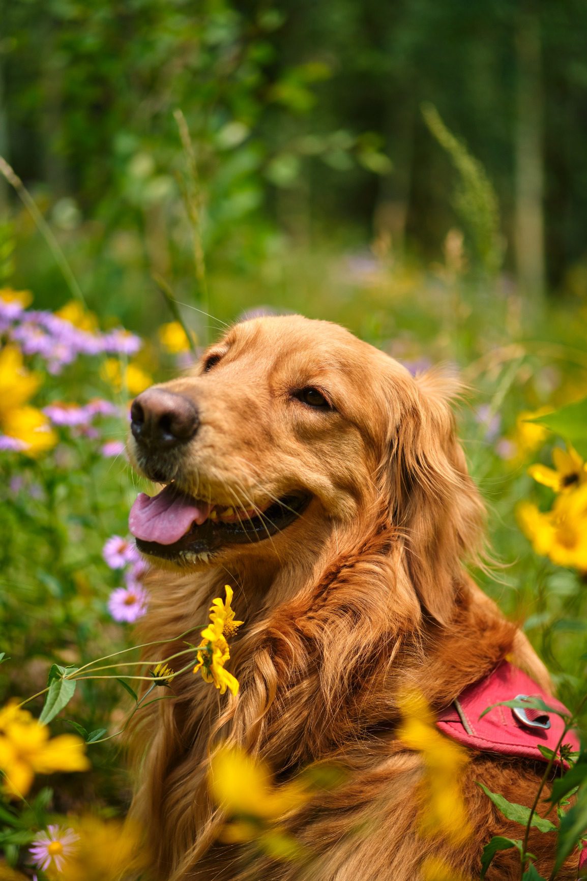 Fujifilm XF50mmF2 R WR Lens - Black - Customer Photo 2