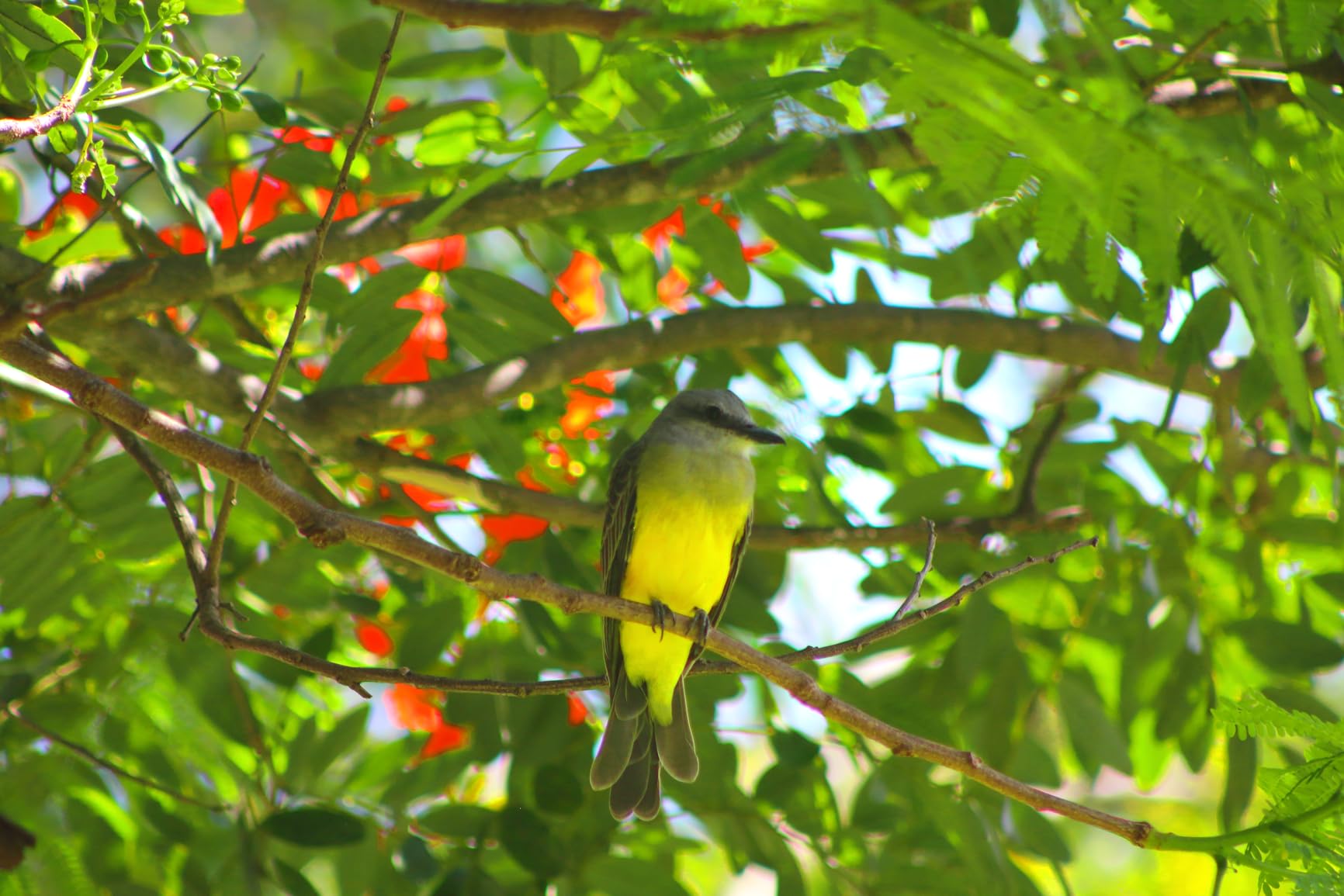 Canon RF 75-300mm f/4-5.6 Compact Telephoto Zoom Lens for RF Mount - Full Frame APS-C Compatible (Black) - Customer Photo 1