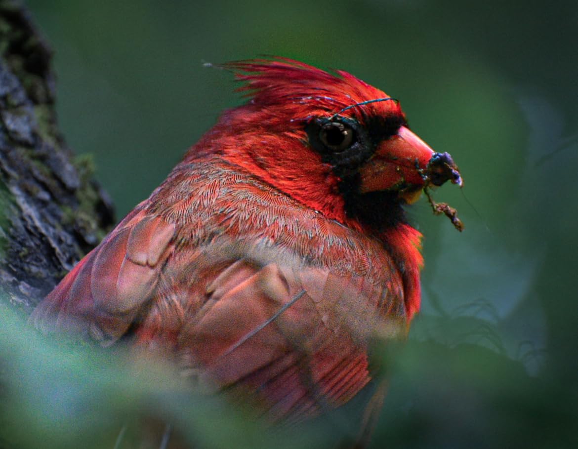 Nikon AF-P DX NIKKOR 70-300mm f/4.5-6.3G ED Lens for Nikon DSLR Cameras, Model 20061 (Renewed) Customer Review Nikon AF-P DX NIKKOR 70-300mm f/4.5-6.3G ED Lens for Nikon DSLR Cameras, Model 20061 (Renewed) - Customer Photo 3