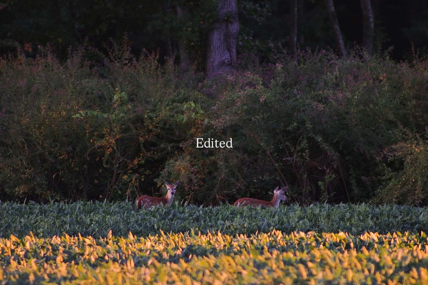 Canon EF 75-300mm f/4-5.6 III Telephoto Zoom Lens for Canon SLR Cameras, 6473A003 (Renewed) - Customer Photo 2