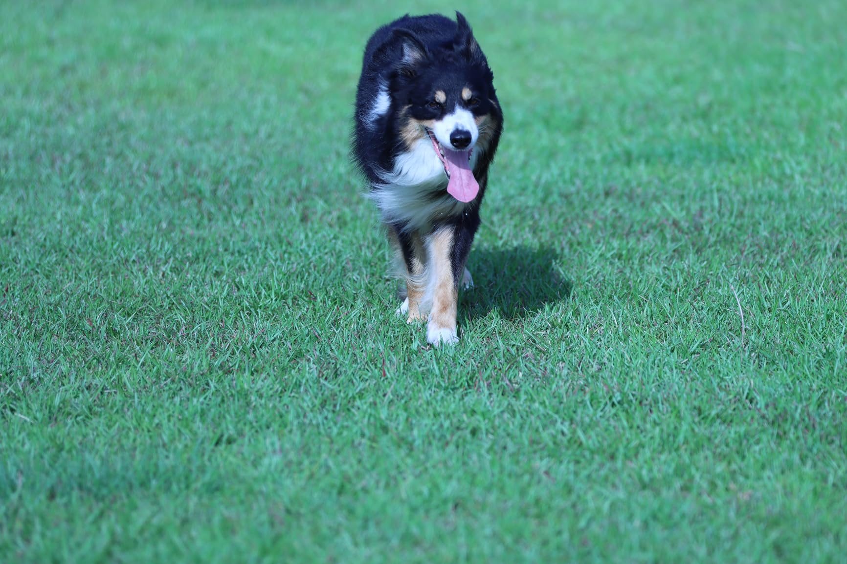 Canon EF 70-200mm f/2.8L IS III USM Lens for Canon Digital SLR Cameras, White - 3044C002 - Customer Photo 2