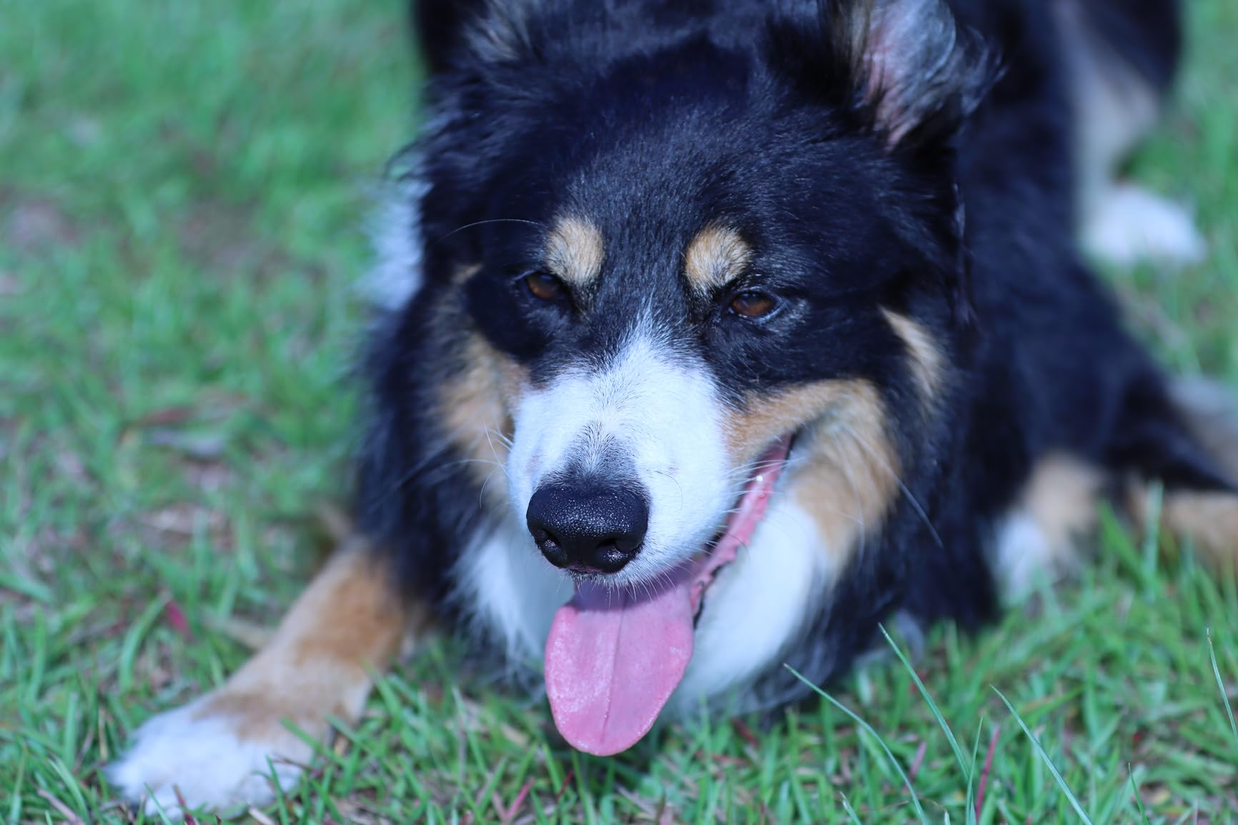 Canon EF 70-200mm f/2.8L IS III USM Lens for Canon Digital SLR Cameras, White - 3044C002 - Customer Photo 4