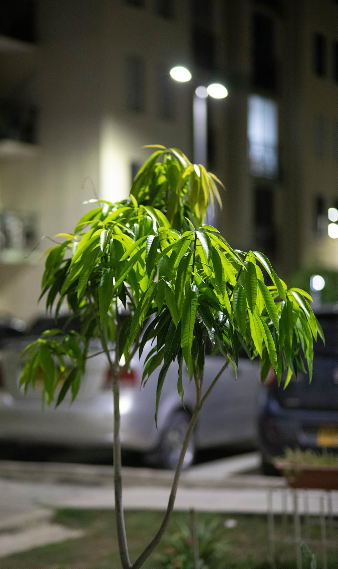 Meike 85mm F1.8 Full Frame Auto Focus Medium-Telephoto Portrait Lens Compatible with Canon EOS EF Mount Digital SLR Cameras 5D Mark IV 6D Mark II Customer Review Meike 85mm F1.8 Full Frame Auto Focus Medium-Telephoto Portrait Lens Compatible with Canon EOS EF Mount Digital SLR Cameras 5D Mark IV 6D Mark II - Customer Photo 2