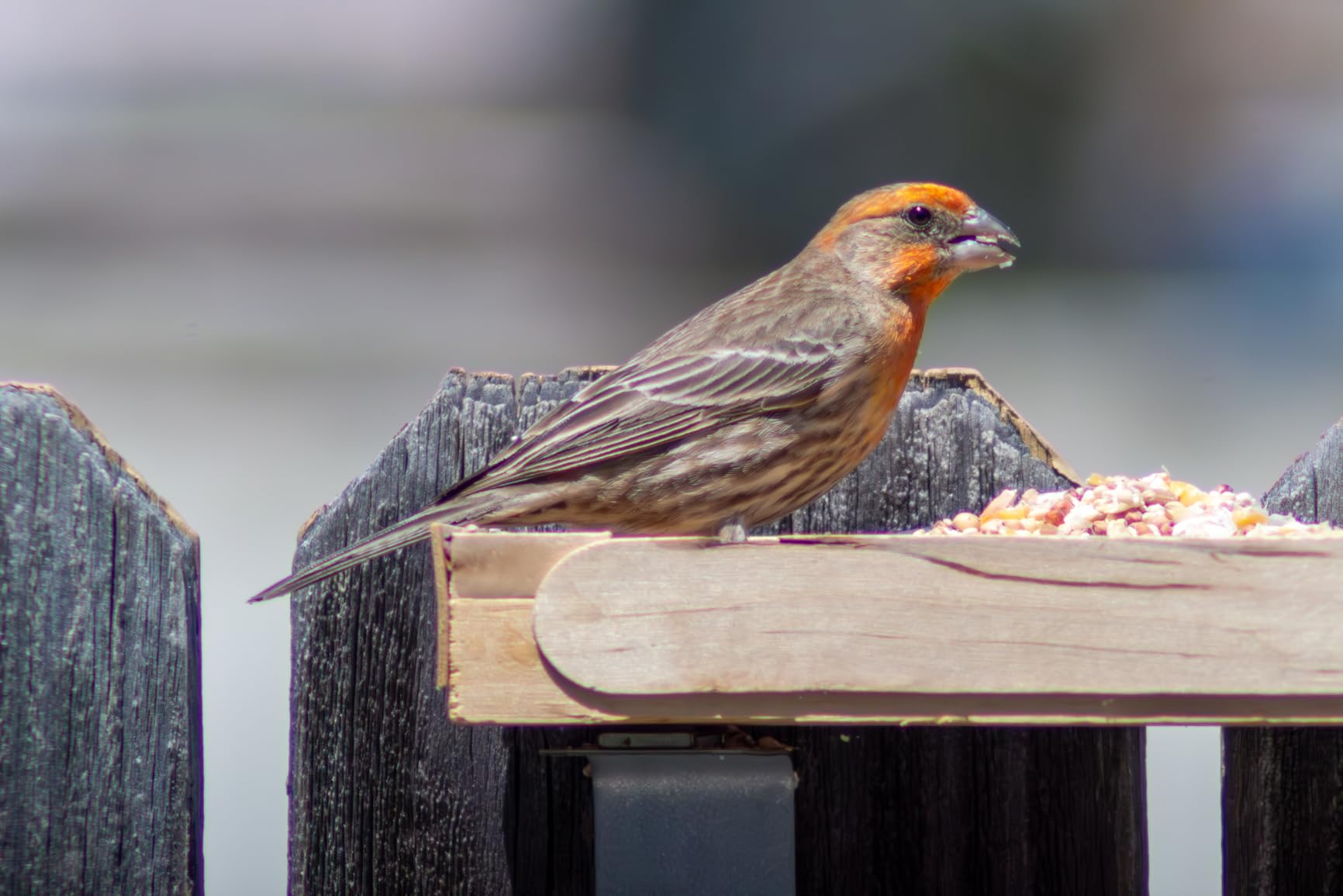 JINTU 420-800mm f/ 8.3 Manual Telephoto Zoom Lens + T-Mount for Canon EOS Rebel SL2 SL1 T3 T3i T4i T5 T5i T6 T6i T6s T7 T7i 4000D 6D 7D 60D 70D 77D 80D 5D II/III/IV 550D 650D SLR Camera Lenses - Customer Photo 1