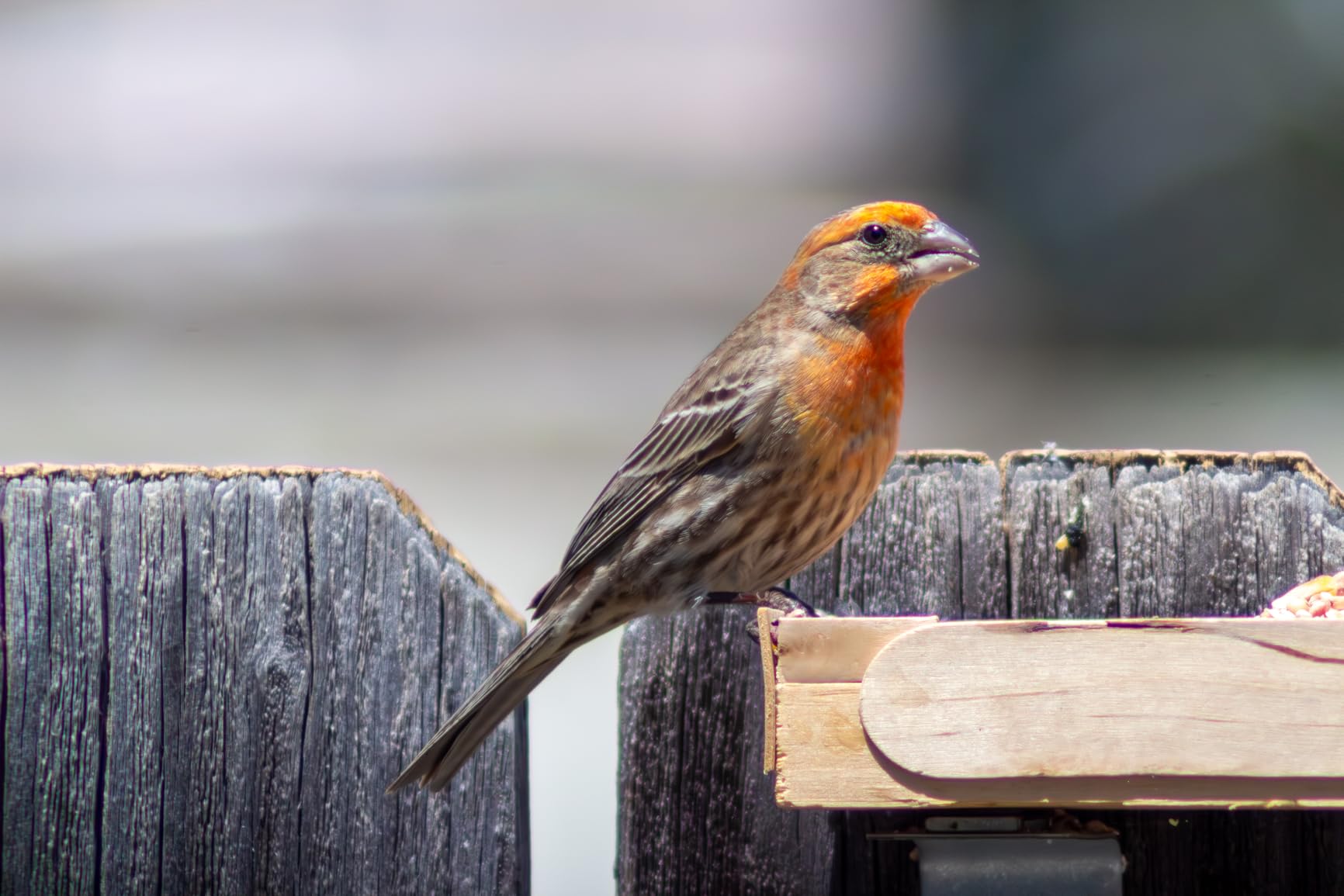 JINTU 420-800mm f/ 8.3 Manual Telephoto Zoom Lens + T-Mount for Canon EOS Rebel SL2 SL1 T3 T3i T4i T5 T5i T6 T6i T6s T7 T7i 4000D 6D 7D 60D 70D 77D 80D 5D II/III/IV 550D 650D SLR Camera Lenses - Customer Photo 2