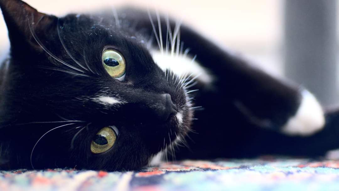 Meike 35mm F1.4 Large Aperture Manual Focus Prime MFT Lens for Micro Four Thirds M43 Compatible with Olympus and Panasonic Mirrorless Cameras and BMPCC GH6 OM-1 - Customer Photo 2