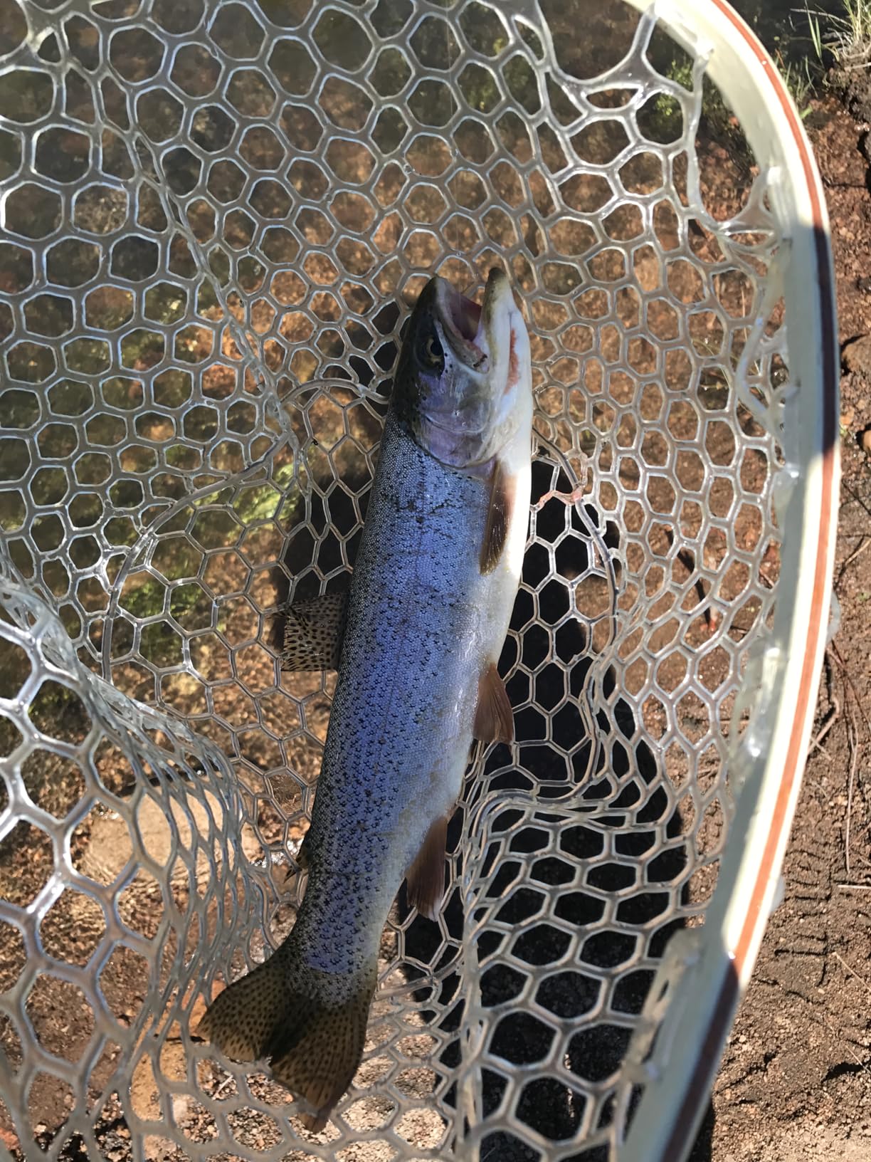 PLUSINNO Fly Fishing Rod and Reel Combo, 4 Piece Lightweight Ultra-Portable Graphite Fly Rod 5/6 Complete Starter Package with Carrier Bag - Customer Photo 1