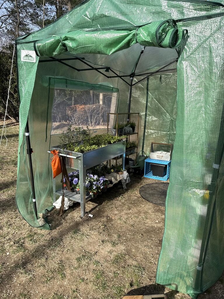 EAGLE PEAK 8x6 Portable Walk in Greenhouse, Pop Up Indoor Outdoor Greenhouse, Green House Kit with Zippered Roll-Up Doors and Windows, PE Cover customer photo 1